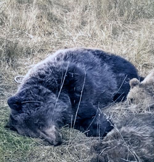 A mother bear and two cubs lie shot in the grass.