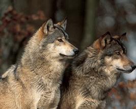 Zwei Wölfe stehen im Wald.