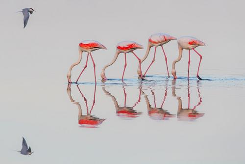 01 RaimundBrandstaetter InStep DeltadelPoItaly 03 Vier Flamingos, die sich im Wasser spiegeln