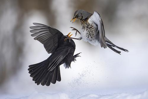 Amsel und Wachholderdrossel streiten im Schnee