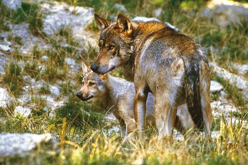 Adulter Wolf mit Jungtier