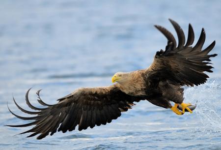 Fliegender Seeadler