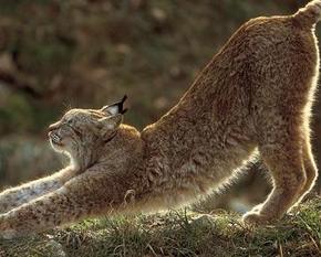 Ein Luchs streckt sich.