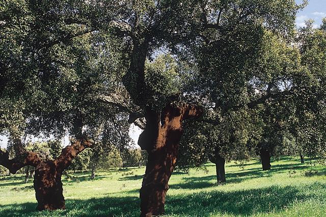 Cork oaks