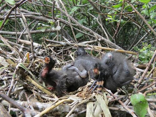 Die ersten Küken des Braunen Sichlers sind bereits geschlüpft. Sichler-Küken in einem Nest