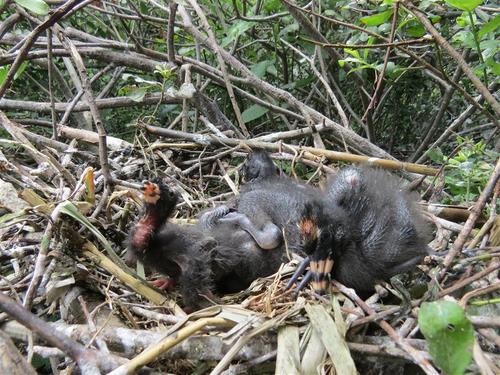 Squabs of the glossy ibis in a nest