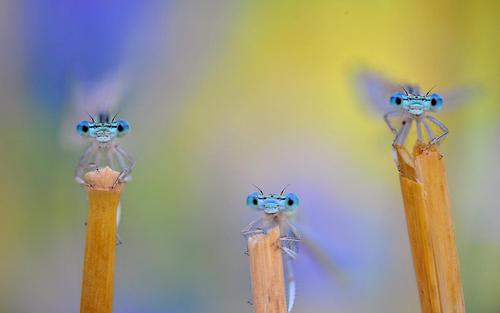 Nahaufnahme von drei Insekten auf drei Halmen.
