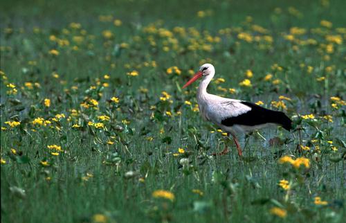 Stork with marsh-marigold White stork in a meadow