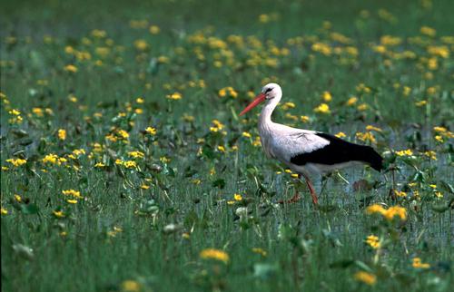 Weißstorch in einer Wiese