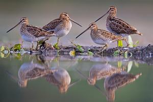 Four snipes being reflected in the water.