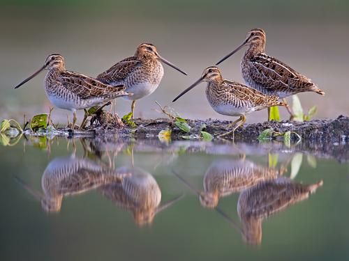 Four snipes being reflected in the water.