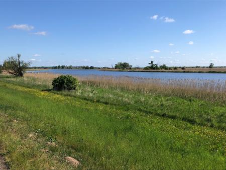 Section of the Oder with reeds and meadows