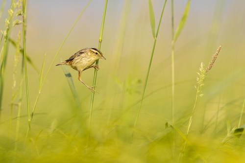 male Aquatic warbler