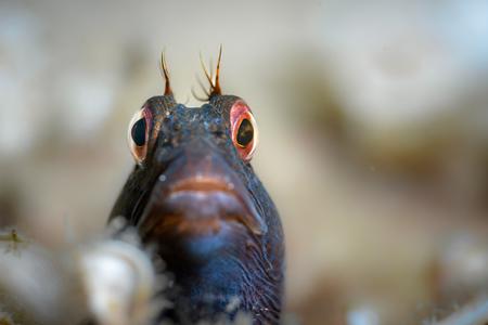 Ein Schleimfisch guckt direkt in die Kamera