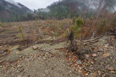 Deforested region in the Romanian Carpathians