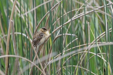 Seggenrohrsänger im hohen Gras