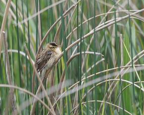 Aquatic Warbler in high gras