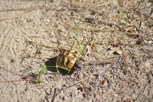 Eine winzige Schildkröte krabbelt über Sandboden.