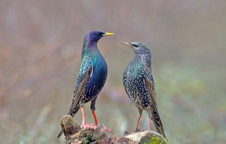 starlings in summer plumage