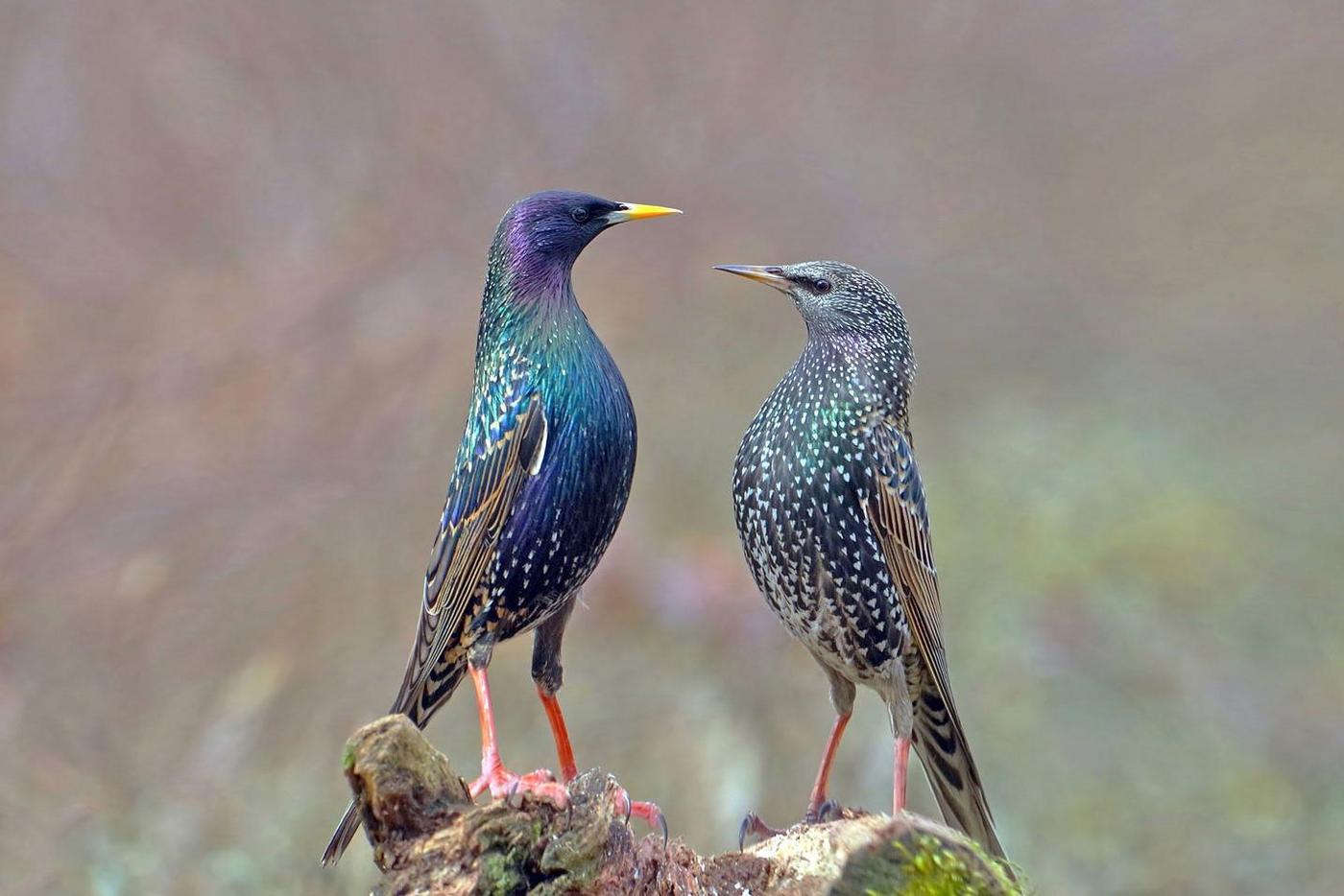 starlings in summer plumage