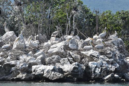 Pelikankolonie auf dem Skutari-See