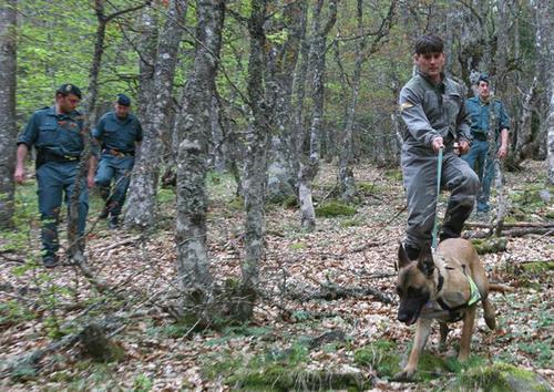 Guardia Civil mit Giftspürhund im Wald