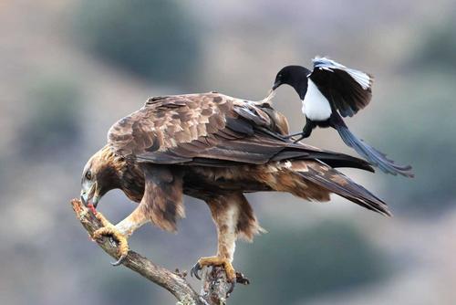 Fearless magpie plucks out a feather from a golden eagle