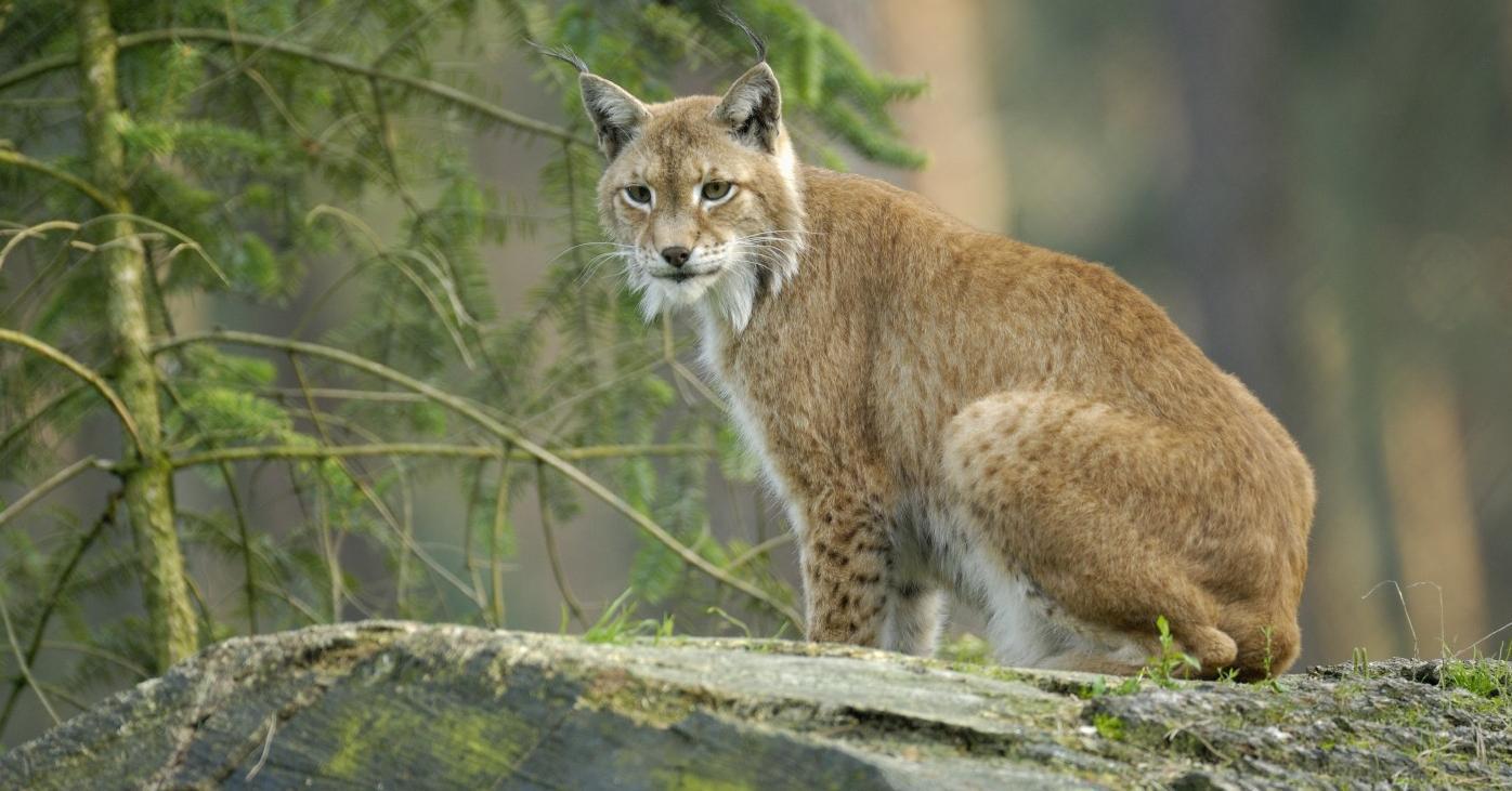 Eurasian lynx: profile - EuroNatur