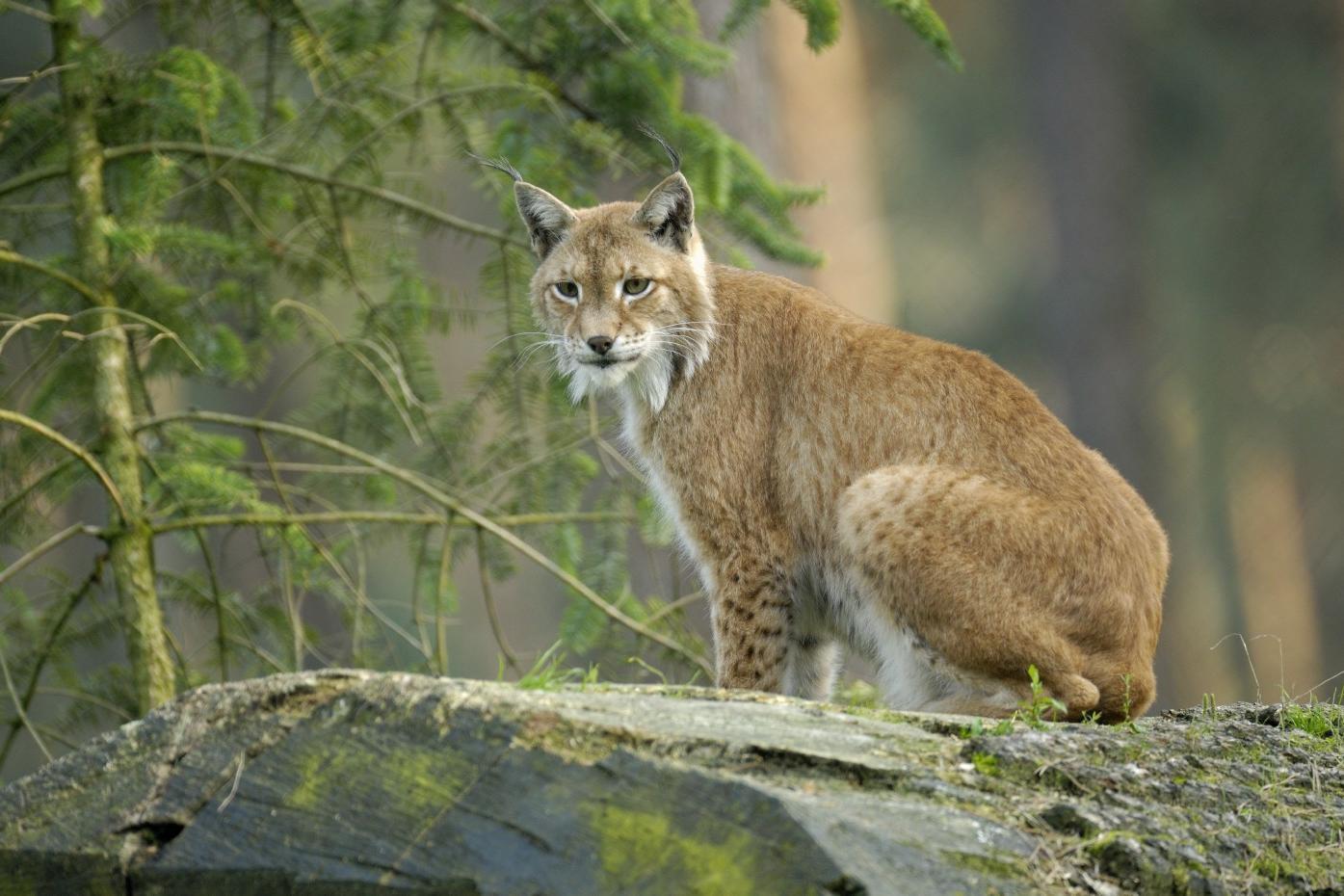 Luchs bei Tageslicht auf Fels