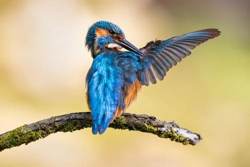 Kingfisher's feather care