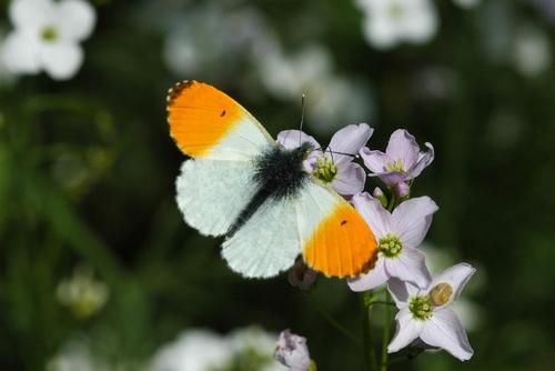 Aurorafalter auf Wiesenschaumkraut Schmetterling auf Futterpflanze