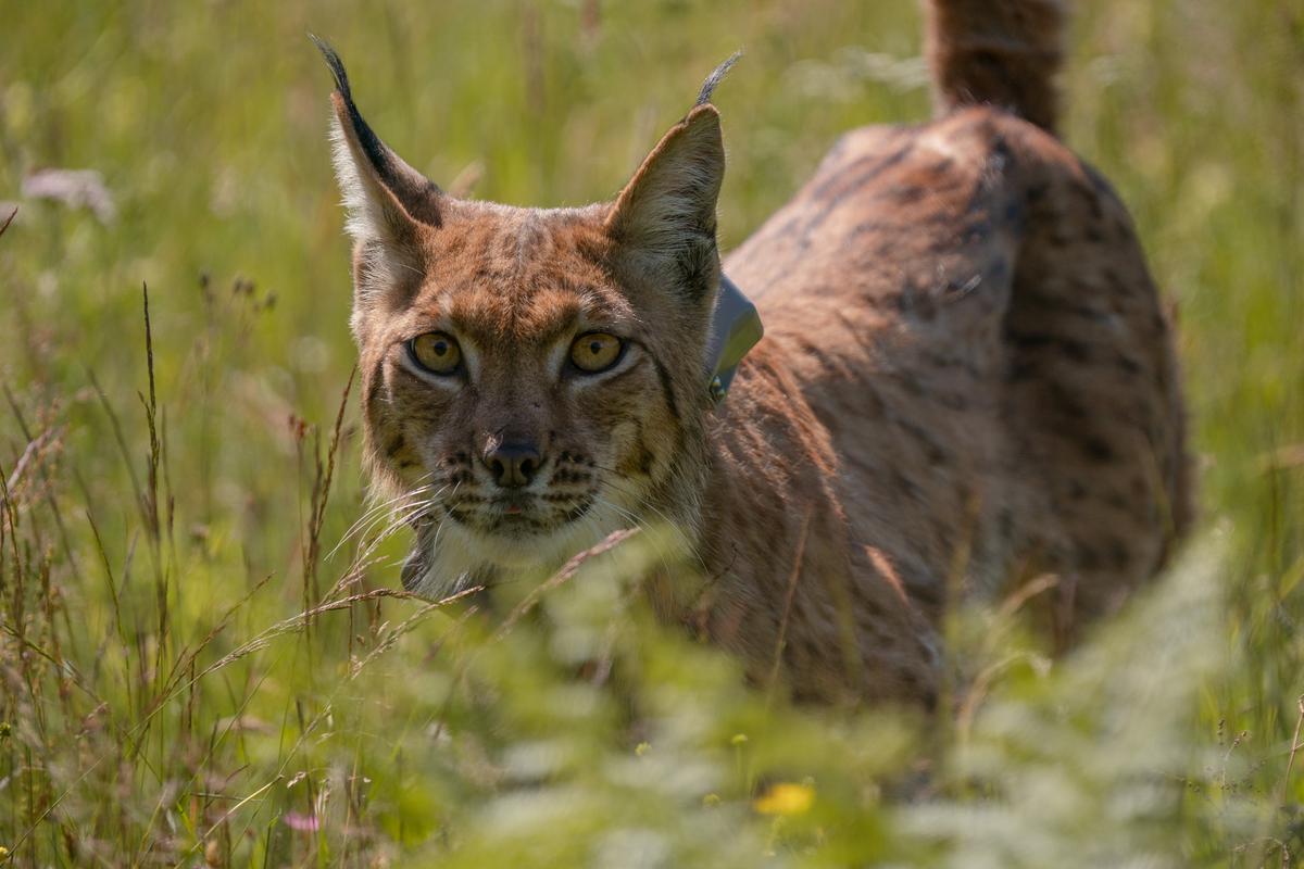 A tagged lynx stands in the tall grass.