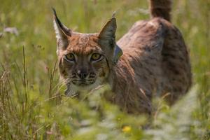 Ein besenderter Luchs steht im hohen Gras.