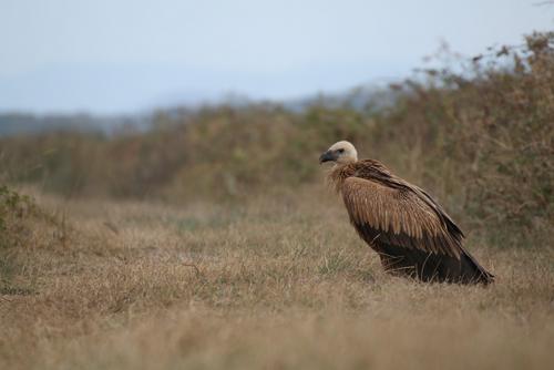 A griffon vulture sitting in dry grass