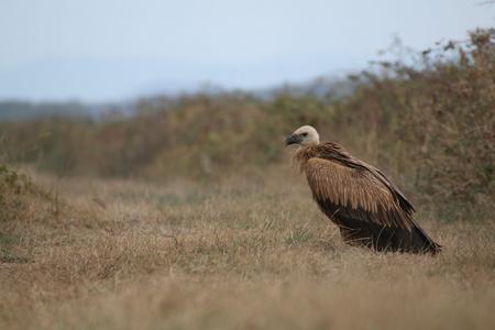 Gänsegeier sitzt im trockenen Gras