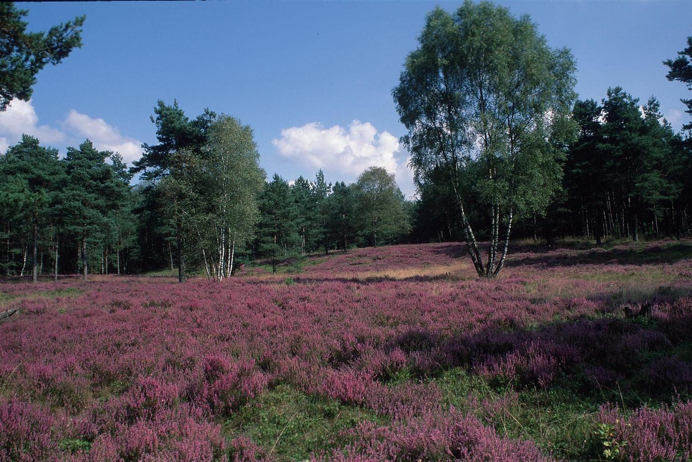 Heather Carpet