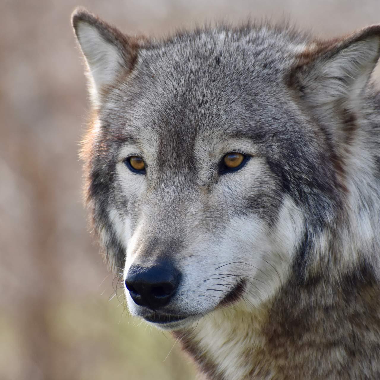 Portrait eines männlichen Wolfs