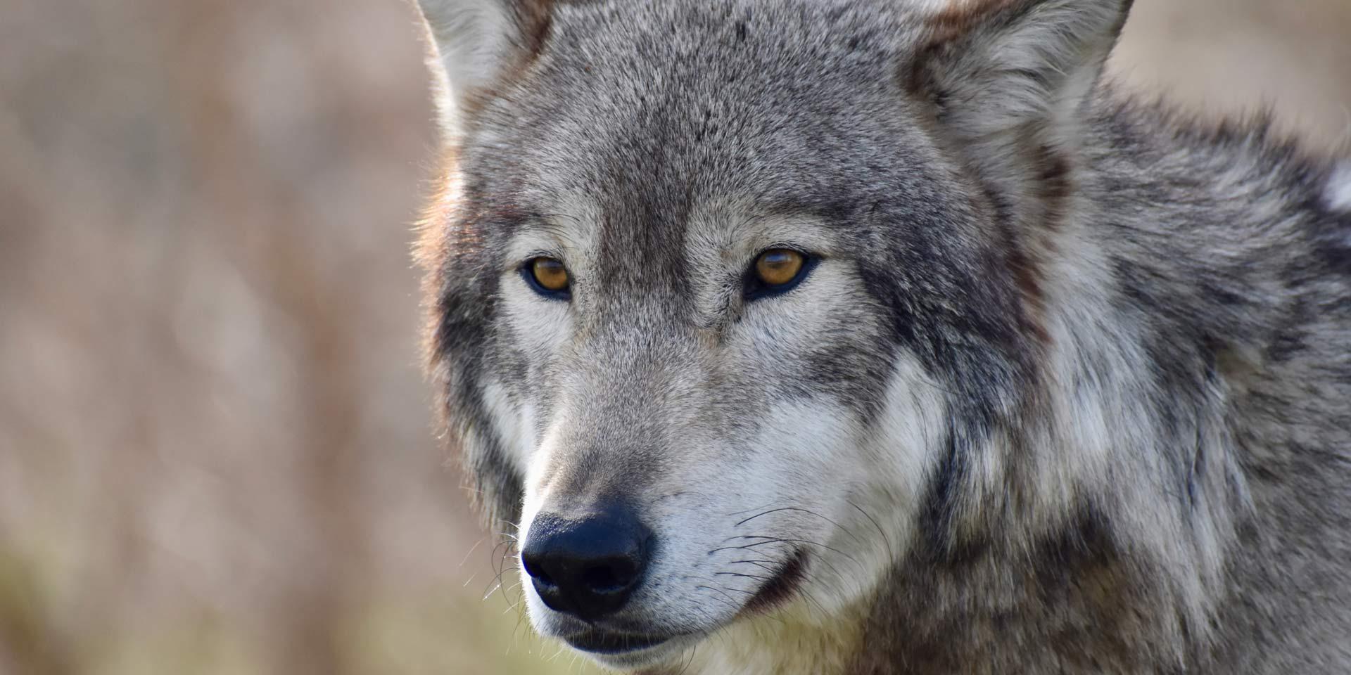 Portrait of a male wolf