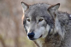 Portrait eines männlichen Wolfs