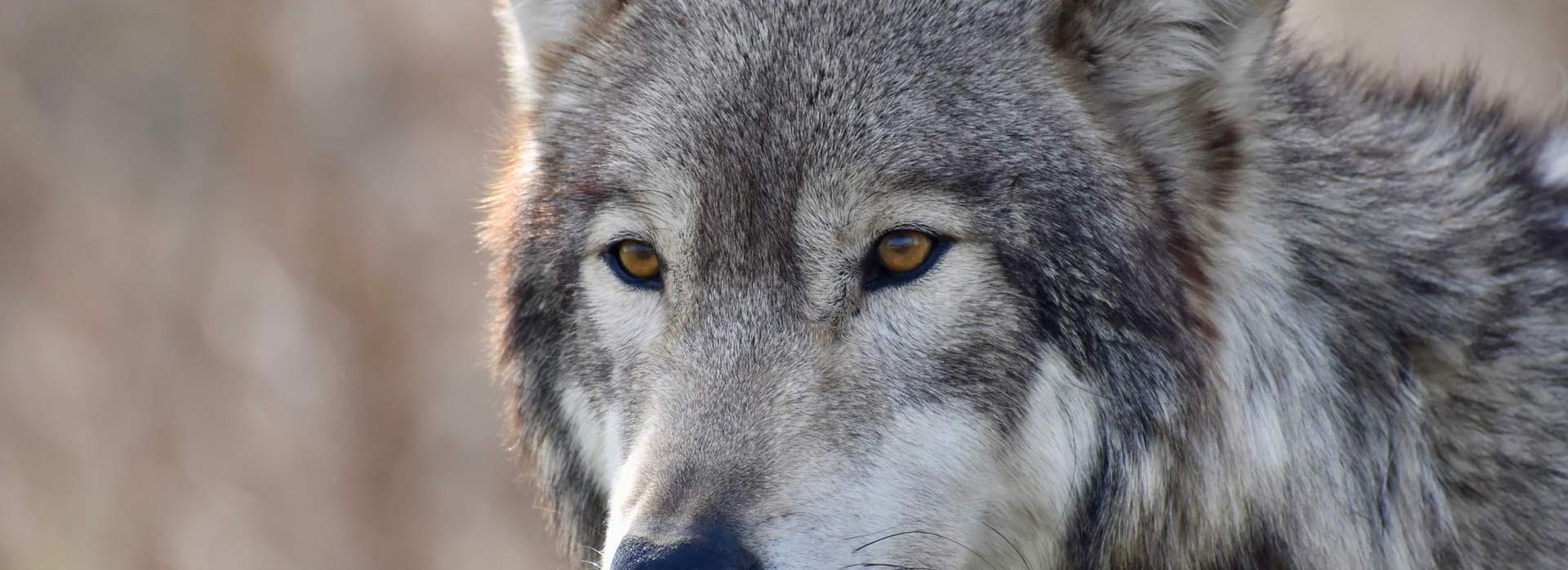 Portrait eines männlichen Wolfs