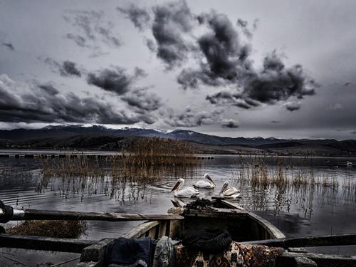Place 1 GRC1 Maria Stefanidou Lake Vegoritida Greece 640 Pelikane am Vegoritida See