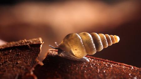 newly discovered species of snail