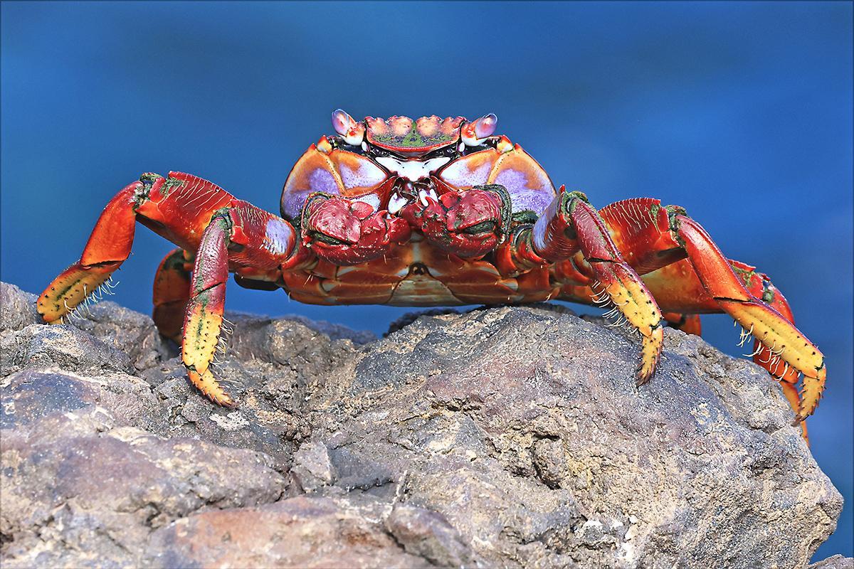 Grapsus adscensionis Close-up of a Grapsus adscensionis