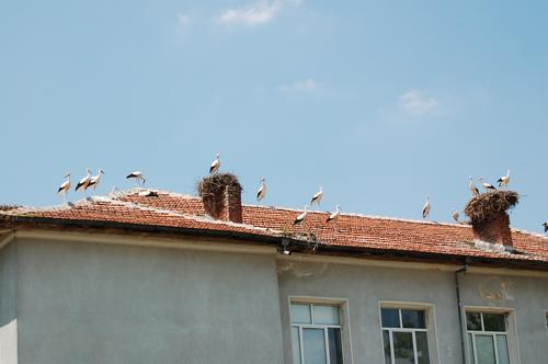 The roof of a school with two stork nests on the two chimneys. There are several storks on the roof.