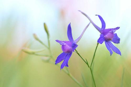 Rural Beauty blooming larkspur