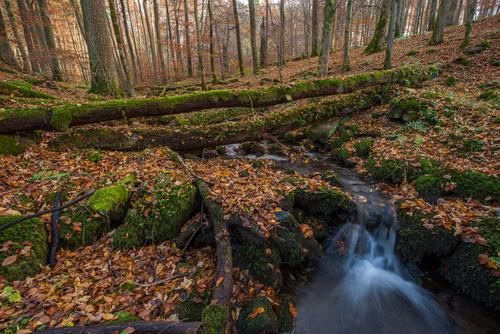 Urige Buchenwaldlandschaft in Hessen