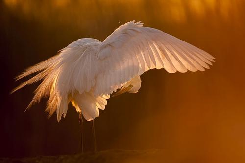 © Bence Mate