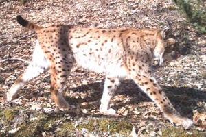 Balkan lynx is roaming through the forest