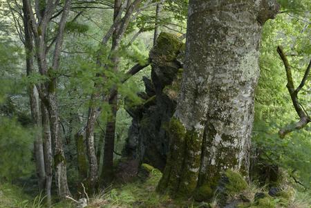 Virgin forest in the Carpathian Mountains