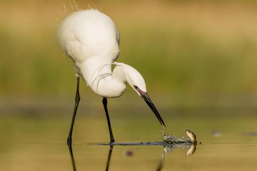 A Great White Egret trys to capture a Fish